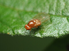 Physoclypeus