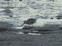 Limosa lapponica