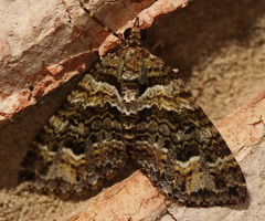 Crasilogia gressitti