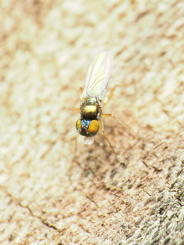 Long-legged fly (Chrysotus longipalpus) photo 4