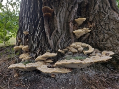Rigidoporus ulmarius