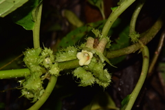 Drymonia macrophylla