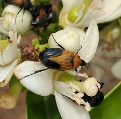 Phyllotocus apicalis