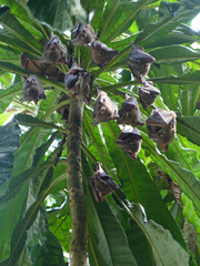 Hypsignathus monstrosus