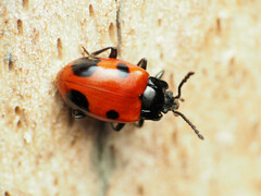 Endomychus biguttatus