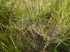 Atriplex dioica