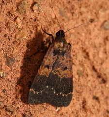 Hydrillodes funestalis