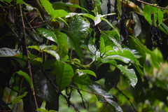 Drymonia macrophylla