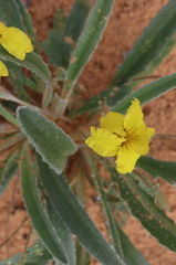 Goodenia willisiana