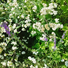 Lobelia fenestralis