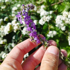 Lobelia fenestralis