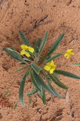 Goodenia willisiana