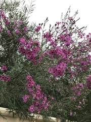Verticordia plumosa