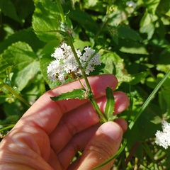 Lobelia fenestralis