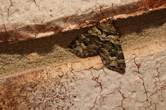 Crasilogia gressitti