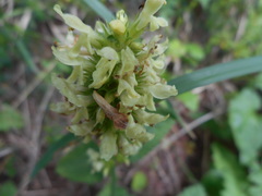 Betonica alopecuros