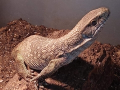 Varanus exanthematicus
