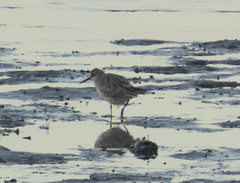 Calidris tenuirostris