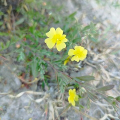 Crocanthemum glomeratum