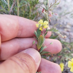 Crocanthemum glomeratum