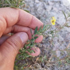 Crocanthemum glomeratum