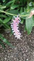 Aechmea gamosepala
