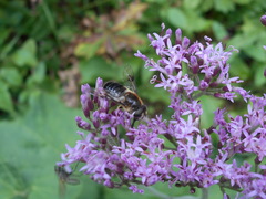 Eristalis rupium
