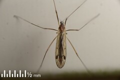 Dicranomyia