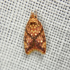 Lophopepla igniferella