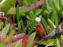 Ornithopus perpusillus