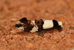 Monopis icterogastra