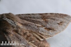 Ichneutica ustistriga