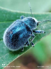 Trichochrysea hirta