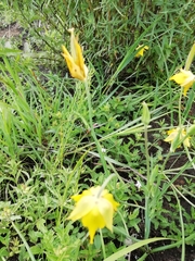 Calochortus