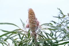 Banksia prionotes