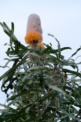 Banksia prionotes