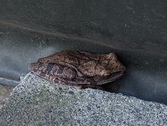 Polypedates megacephalus