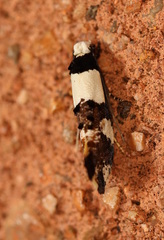 Monopis icterogastra