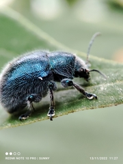 Trichochrysea hirta
