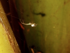 Leucauge volupis