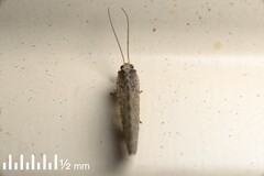 Wesmaelius subnebulosus