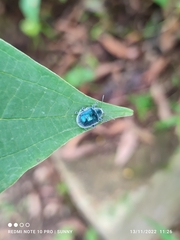 Trichochrysea hirta