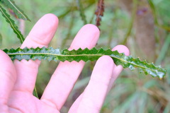 Banksia prionotes