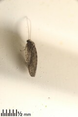 Wesmaelius subnebulosus