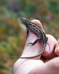Sceloporus slevini