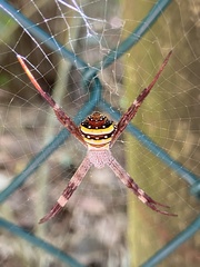 Argiope aetherea