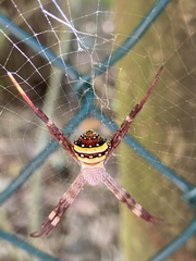 Argiope aetherea