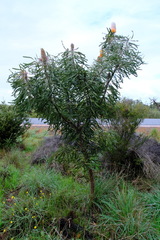 Banksia prionotes