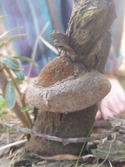 Fomitiporia hippophaeicola