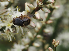 Calliphora